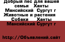 Добрый пес для вашей семьи - Ханты-Мансийский, Сургут г. Животные и растения » Собаки   . Ханты-Мансийский,Сургут г.